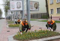 Полтора миллиона штук цветочной рассады используют для озеленения Могилева