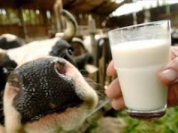 Производители молока Могилёвской области получили право реализовывать молоко по свободным ценам Производители молока Могилёвской области получили право реализовывать молоко по свободным ценам